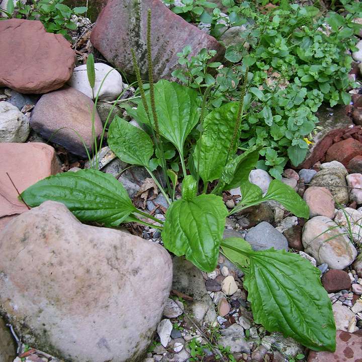 ، بارتنگ، پیزوشا، لسان الحمل، سمن دودمgreater plantain